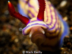 nudibranch by Mark Reilly 